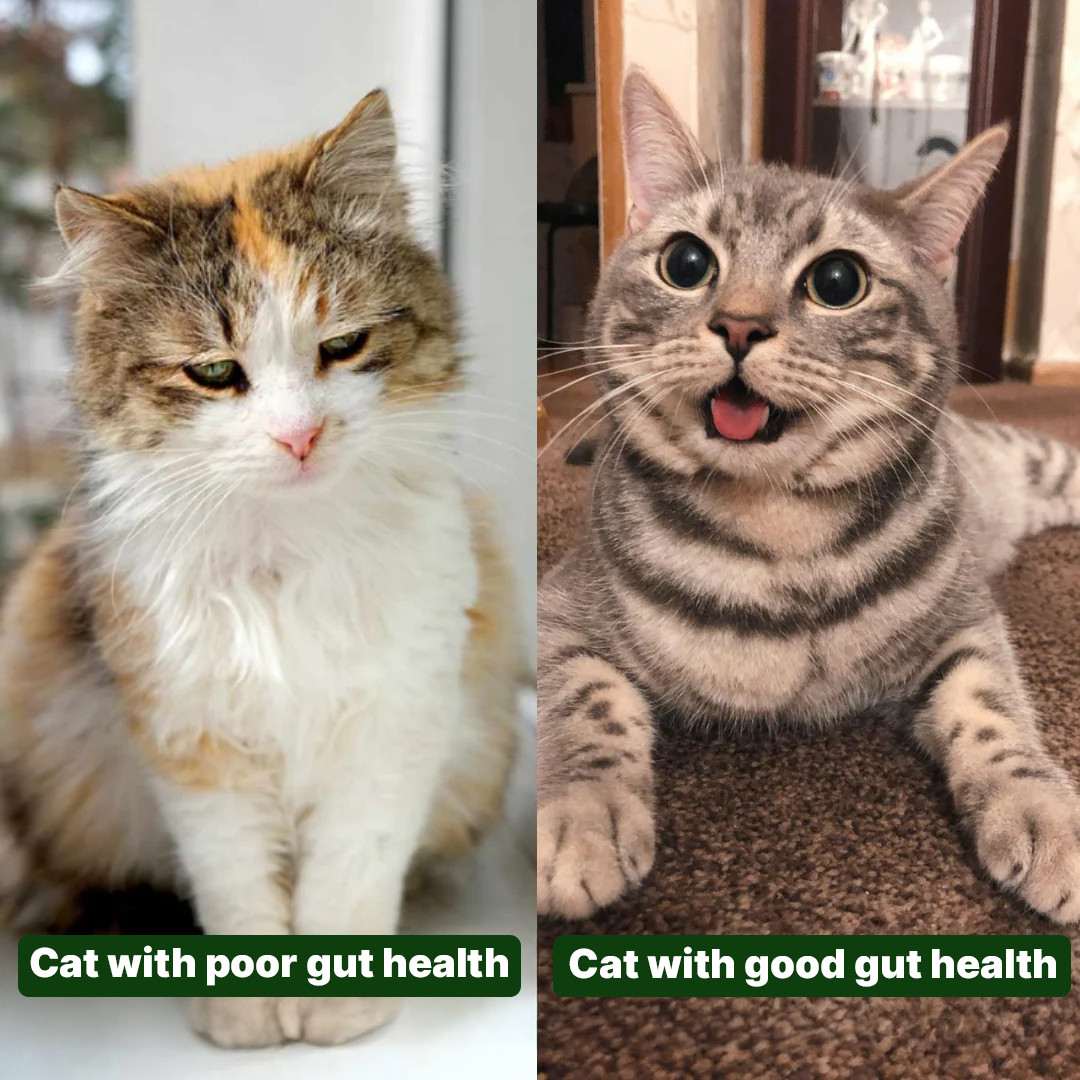 Imagine Your Cat Acting