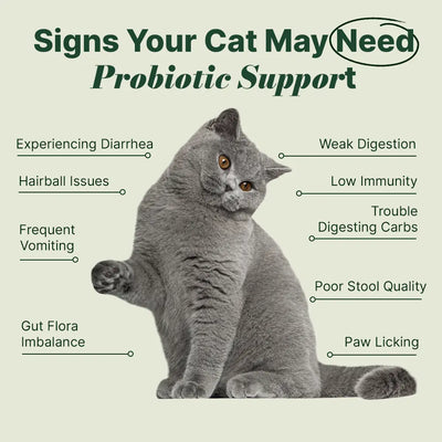 Vet-Developed Daily Probiotic for Cats